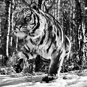 Meet your Posher, Derek